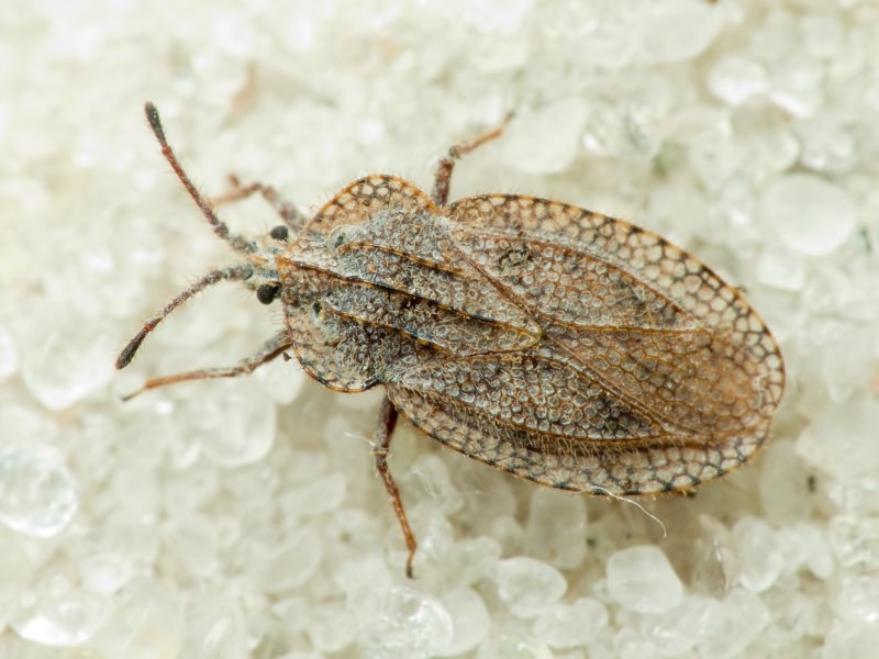 Tingis (Tropidocheila) reticulata Herrich-Schäffer, 1835